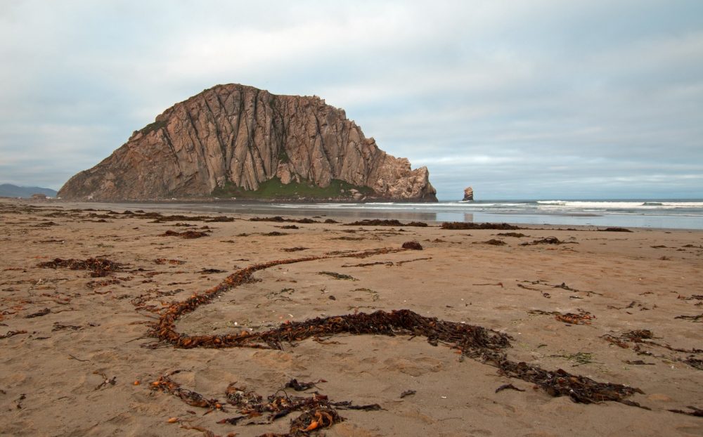 Morro-Rock-City-Beach-Morro-Bay-CA-apr17-bryce-10-Large-1000x622.jpg