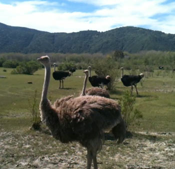 ostrich-land-ostriches.jpg