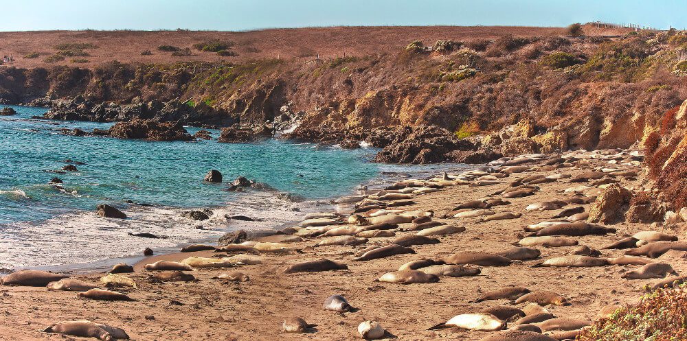 Piedras-Elephant-Seal-Rookery-San-Simeon-Central-Coast-California